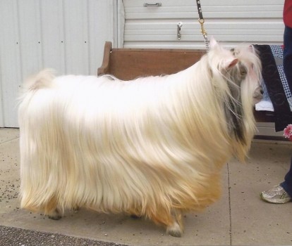 MCH Westwind Acres Erin