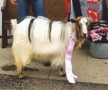 Flying J Winter's Dream