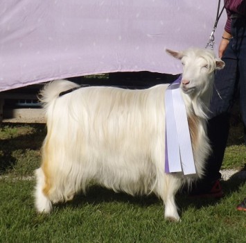 MCH Westwind Acres Renessmae