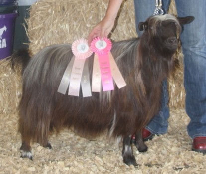 MCH Bells Goats Miss Ellie