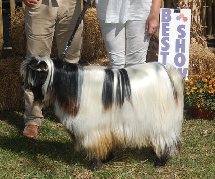 MCH Flying J Ricochet 