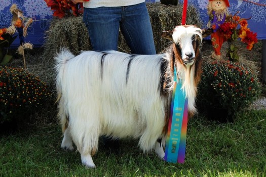 MCH Randolph's Gidget