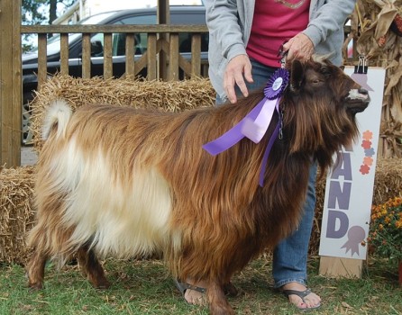 MCH Sol-Orr's Lander