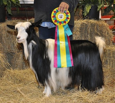Sol-Orr's Martina , Grand Champion Sr. Doe, Long Horn Show, Sol-Orr Farm, 2015