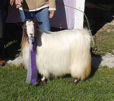 MCH Randolph's Esther