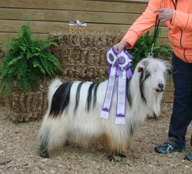 Sol-Orr's Dream Catcher