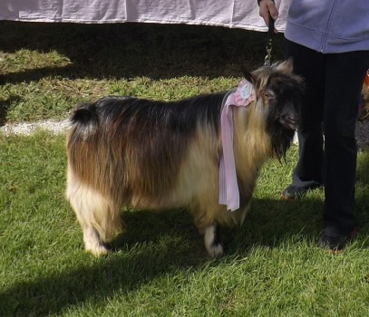 Hobby Hills Remington