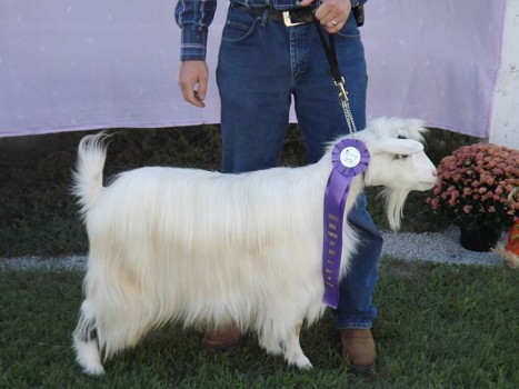 Westwind Acares Pascal