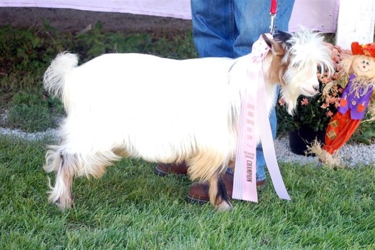 Randolph's Hemingway