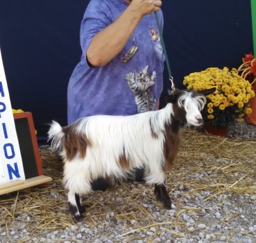 Nazworthy Acres BeJeweled