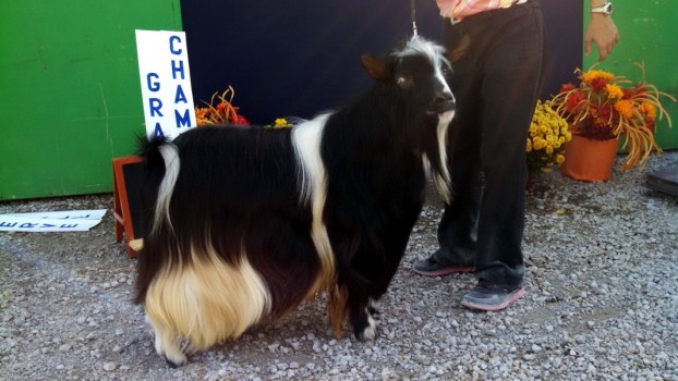 Hobby Hills Ice Breaker