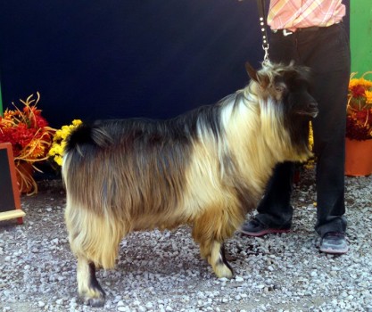 Hobby Hills Remington