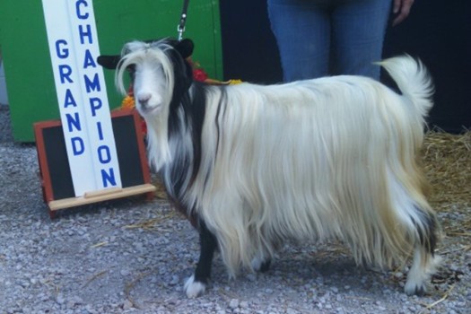 Westwind Acres Malikhi