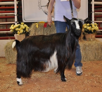 Hobby Hills I Heard A Rumor