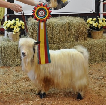 Sol-Orr's Whippoorwill