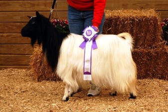 Bayshore Zena At HHF