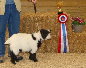 Full Circle Bamit Earl