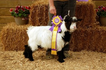 Full Circle Bamit Earl