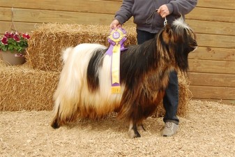 Hobby Hills Born To Tango