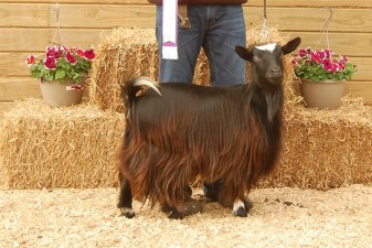 Hobby Hills Curtain Call