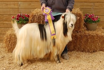 Hobby Hills Paint The Town Red