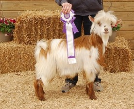 Hobby Hills Tonka Toy