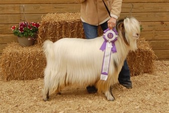 Randolph's Hemingway