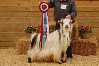 MCH Sol-Orr's Dream Catcher