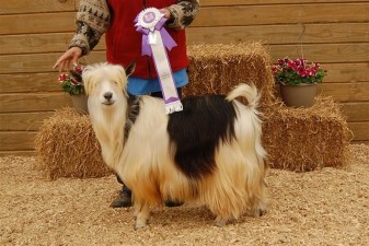 Sol-Orr's Sweet Nate