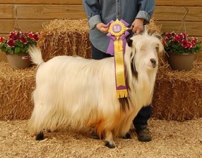 Sol-Orr's Whippoorwill