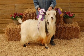 Sol-Orr's Whippoorwill