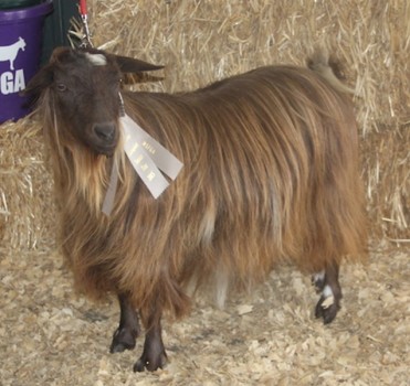 Bells Goats Caroline