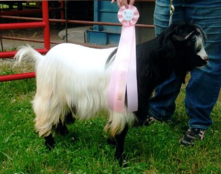 Hobby Hills Winchester 