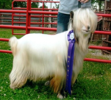 Randolph's Hemingway 