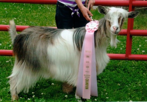 Triple A Acres Rapunzel 