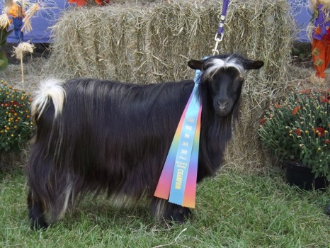 Bells Goats Enchanted 2015