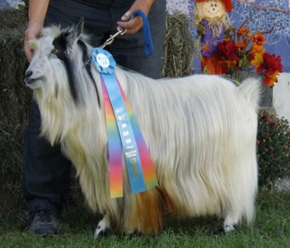 Graces Farm Breeze 2015