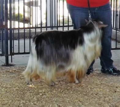 Hobby Hills Remington