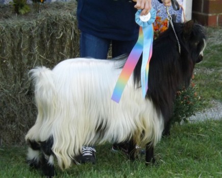 Hobby Hills Winchester 2015