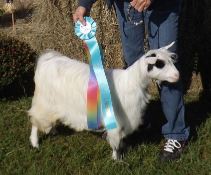 Hobby Hills Its My Party