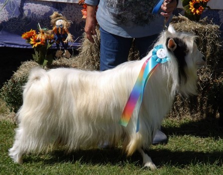 Hobby Hills Iza Hot Cookie 2015