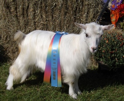 Luminarys Lily White 2015