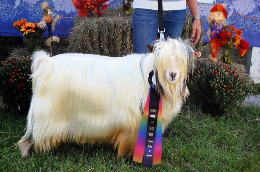 Randolp'hs Hemingway Sept. 2015