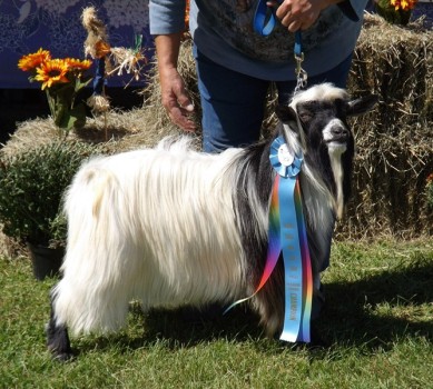 Nazworthy Acres Keokuk 2015