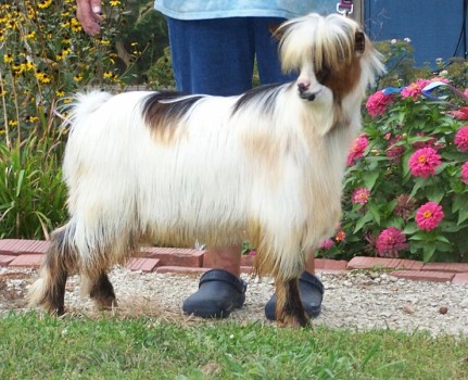 Randolphs Ichabaad2015cbmsgs