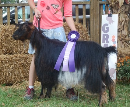 Flying J Christmas Wish