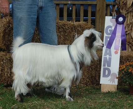 Flying J Fainter's Contessa