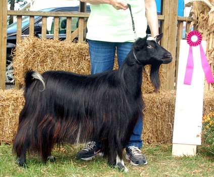 Hobby Hills Curtain Call2