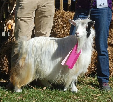 Pepper Creek's Ur Emma My Heart