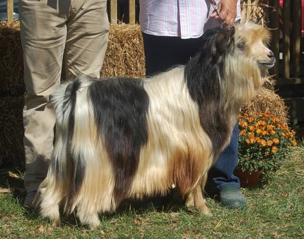 Sol-Orr's Sweet Nate